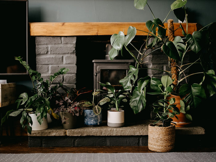 Optimizing Houseplant Care During Seasonal Changes