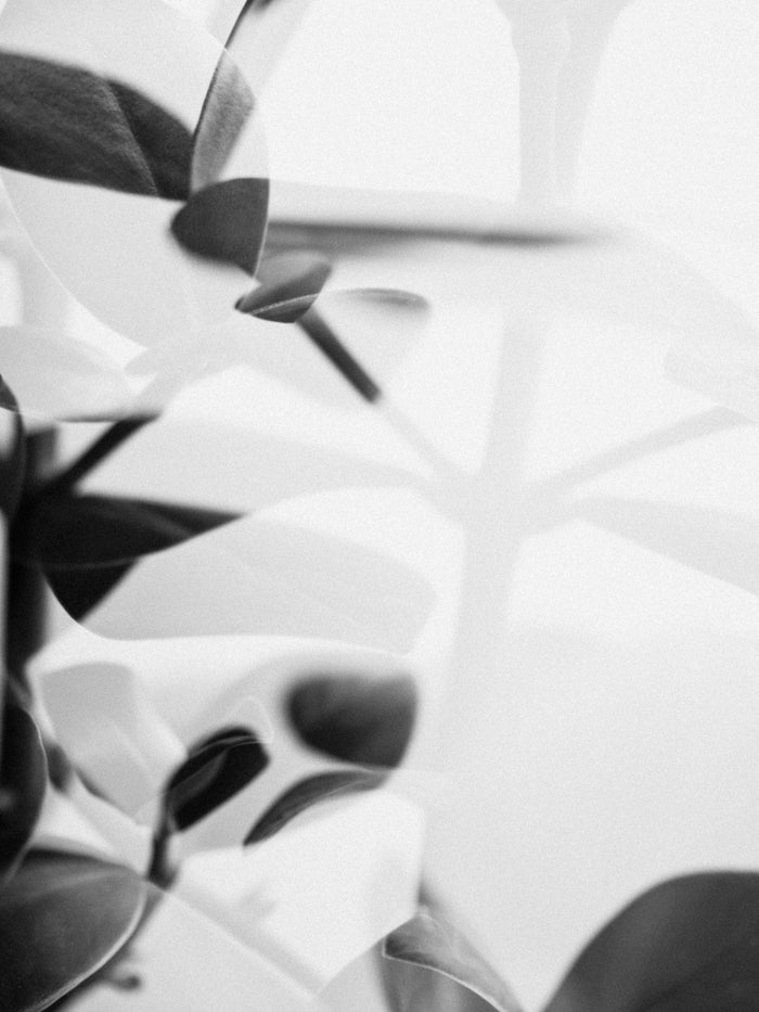 Discover the Top Air-Purifying Houseplants for a Healthier Home