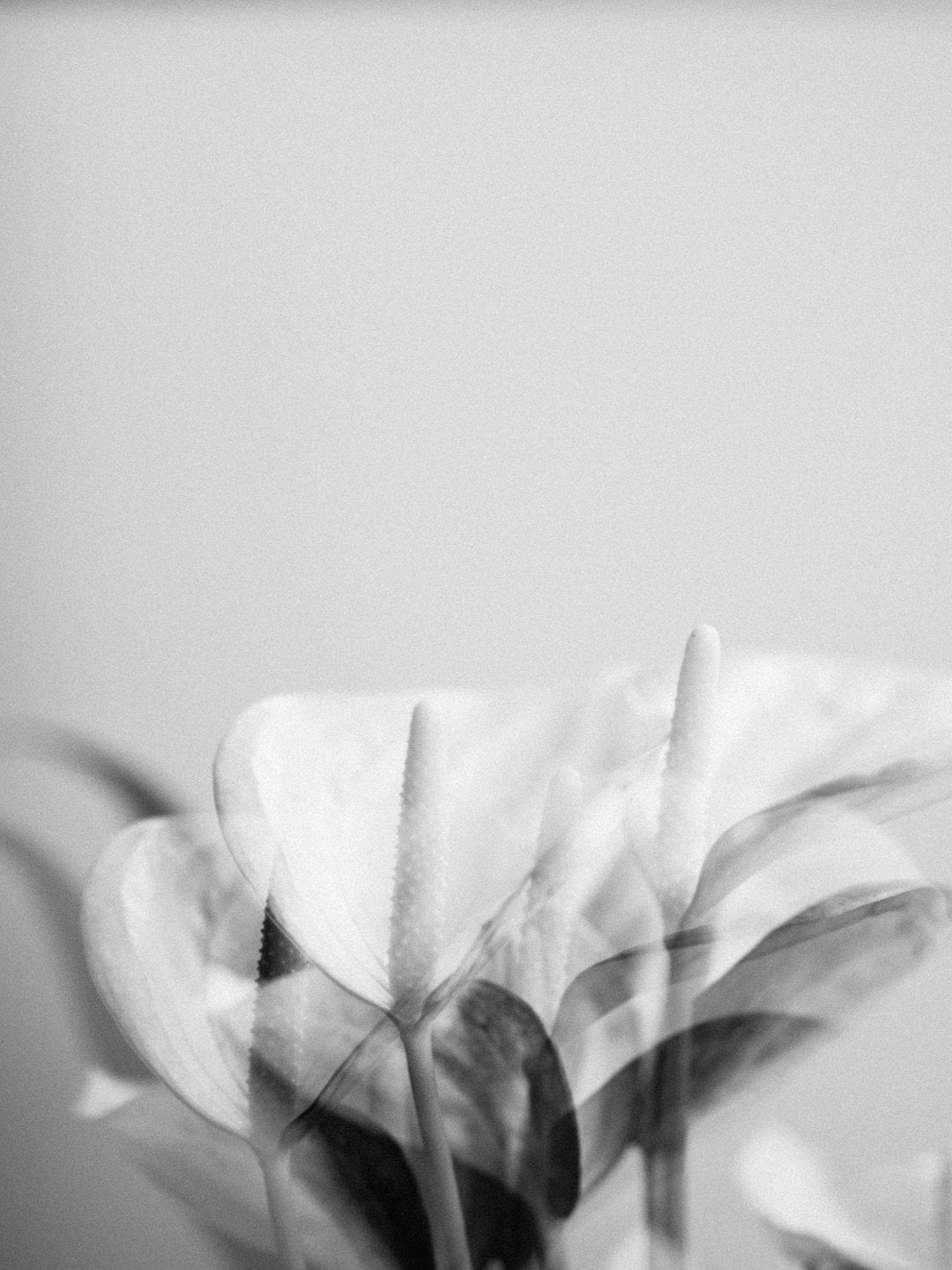 Transform Your Space: Styling Tips to Showcase Your Indoor Plants