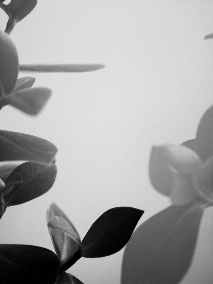 Optimizing Lighting for Your Houseplants: A Guide to Indoor Gardening