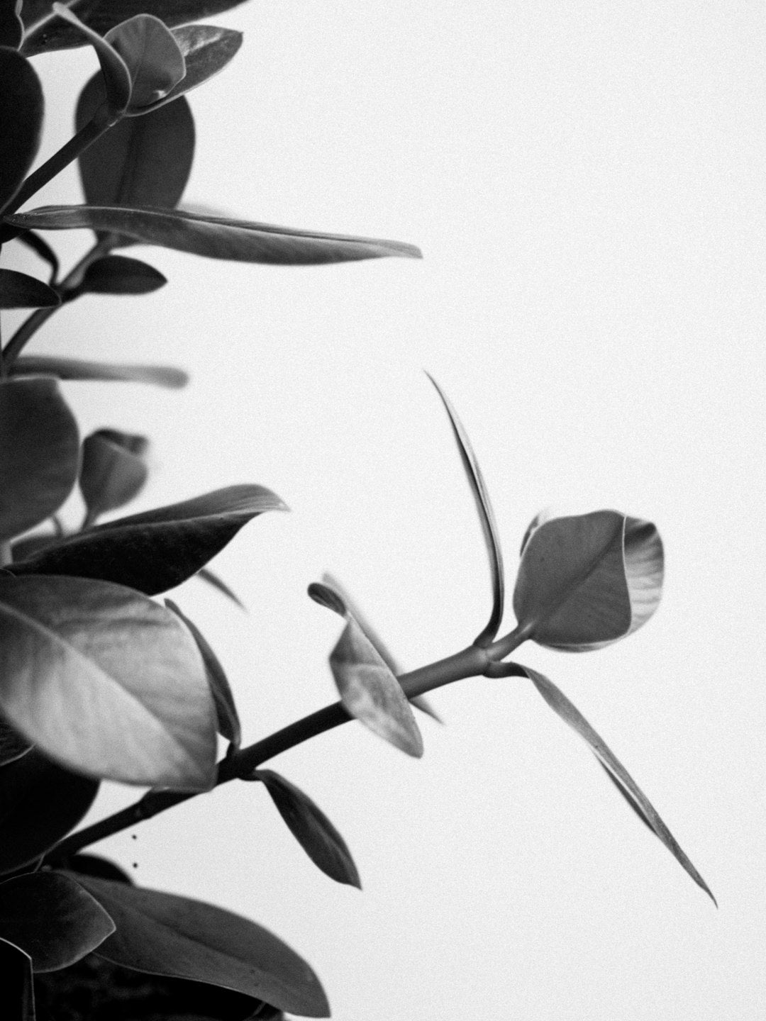 Transform Your Houseplants: The Power of Hydroponics