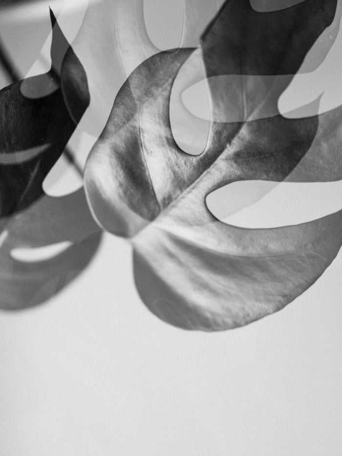 The Ultimate Guide to Houseplant Watering Techniques