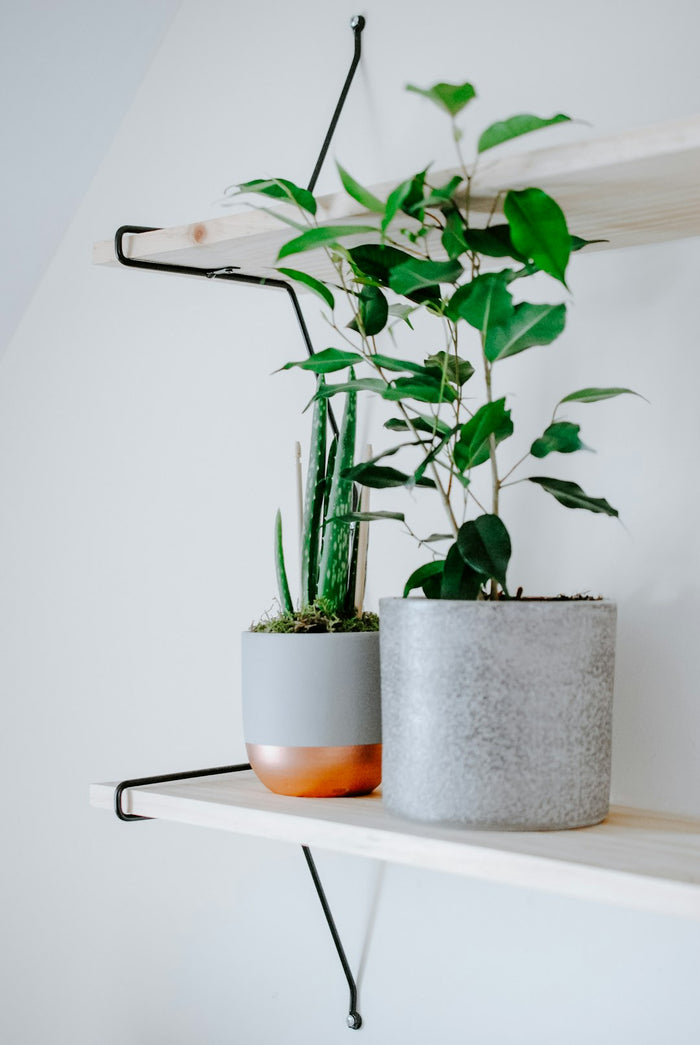 Understanding Different Types of Houseplants: An Overview