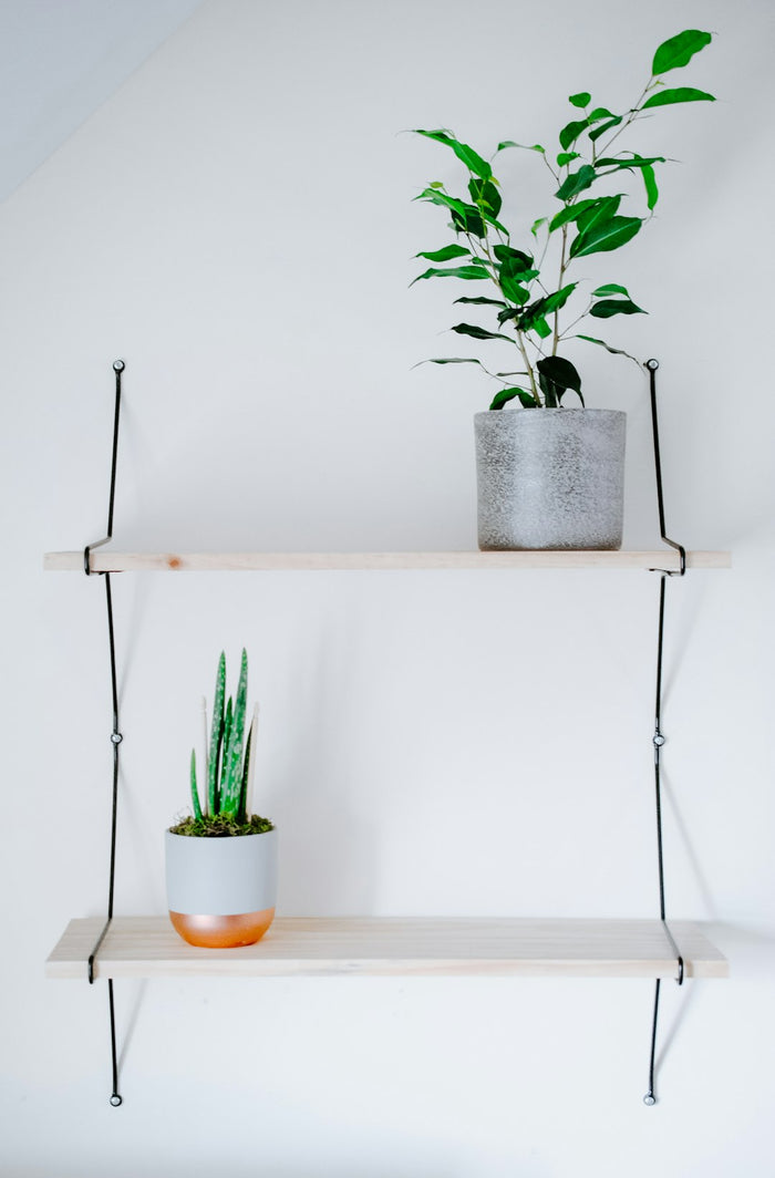 The Benefits of Adding Houseplants to Your Indoor Space
