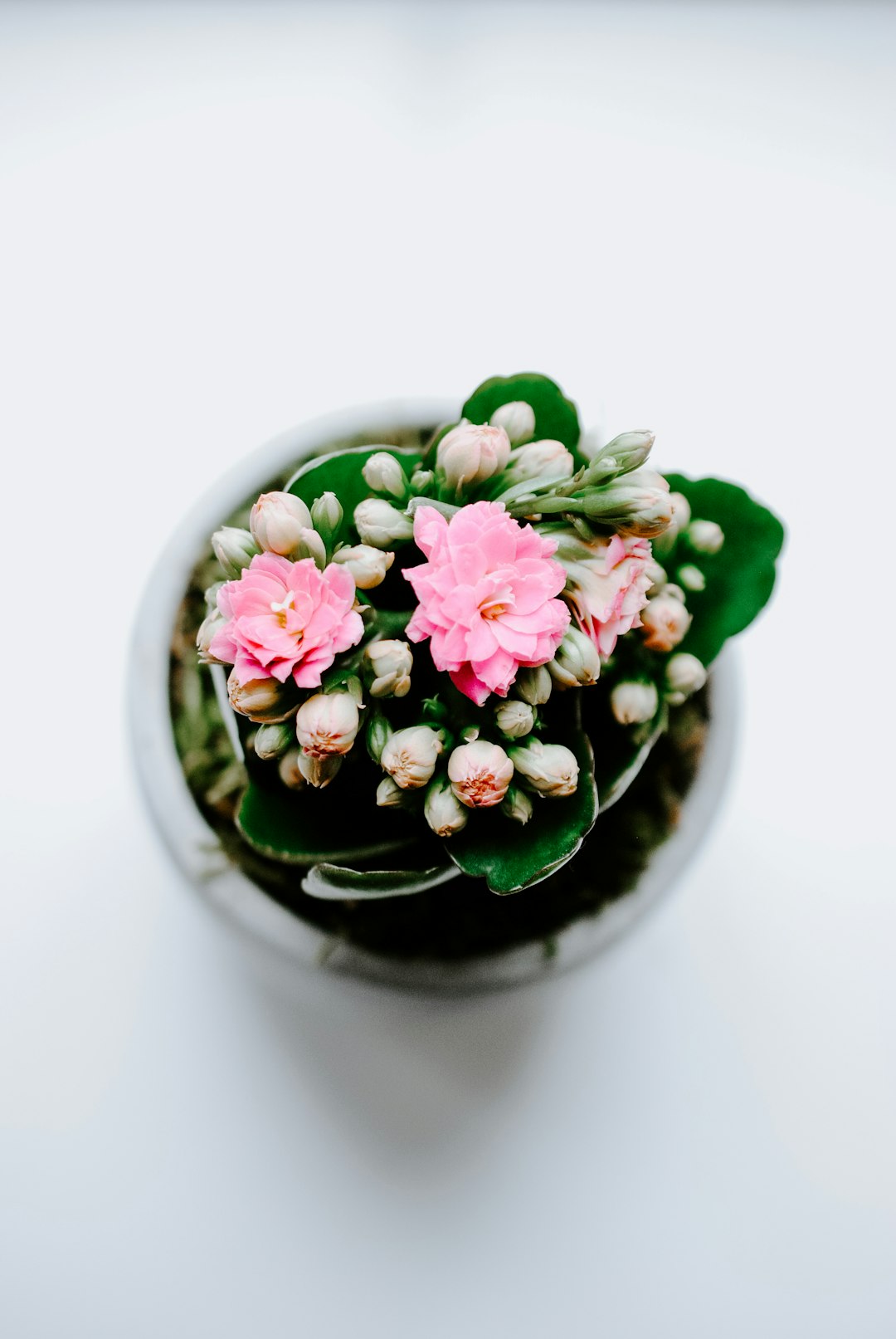 Common Mistakes to Avoid When Caring for Your Houseplants