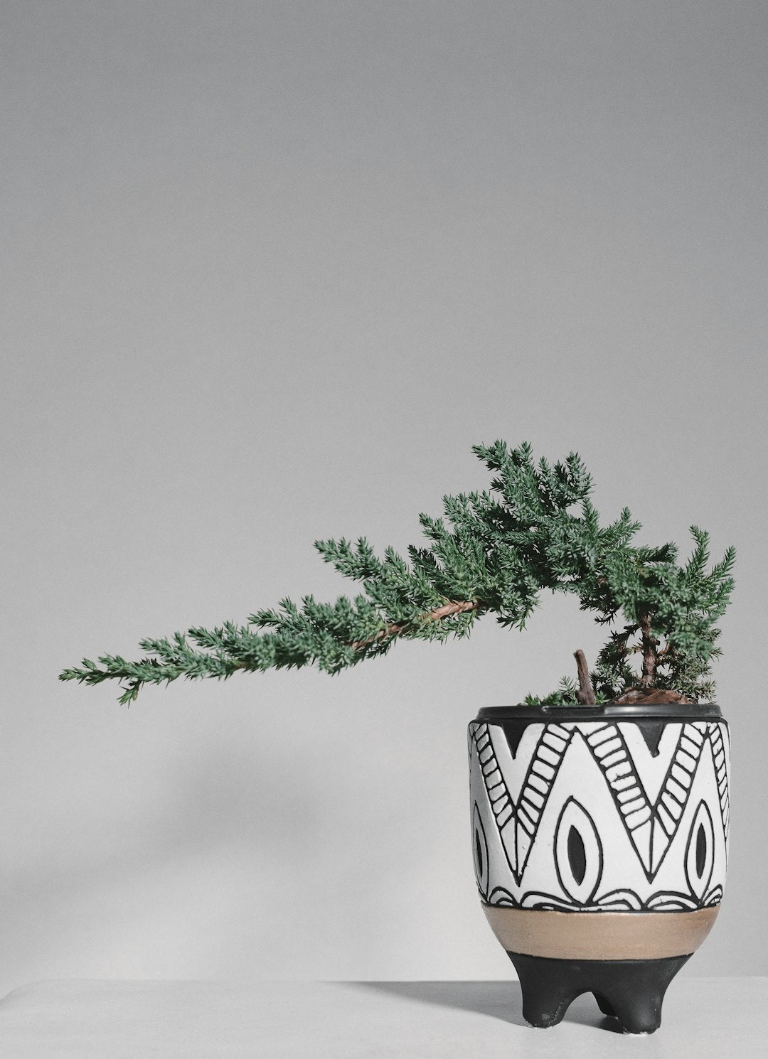 The Art of Bonsai: Care Tips for Miniature Indoor Trees