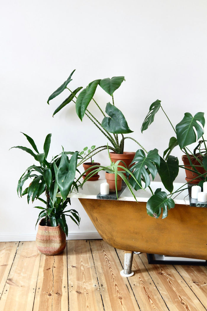 The Best Indoor Plants for Low-Light Environments