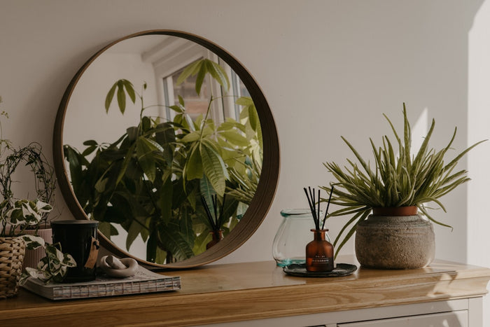 Light Requirements: Perfecting Your Houseplant Placement