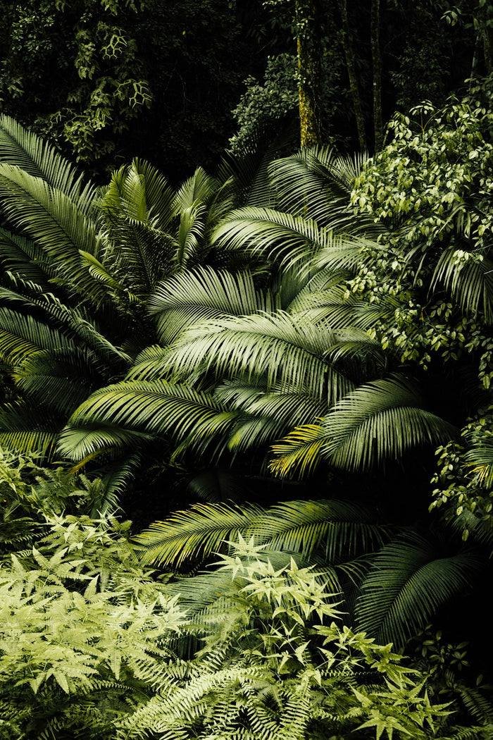 Discover the Best Houseplants That Thrive in High-Humidity Environments