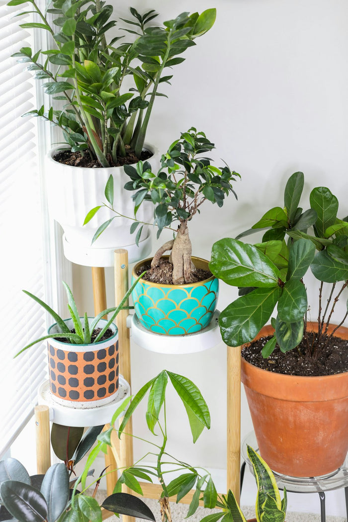 Enhance Your Green Space: Choosing the Right Containers and Planters for Your Houseplants