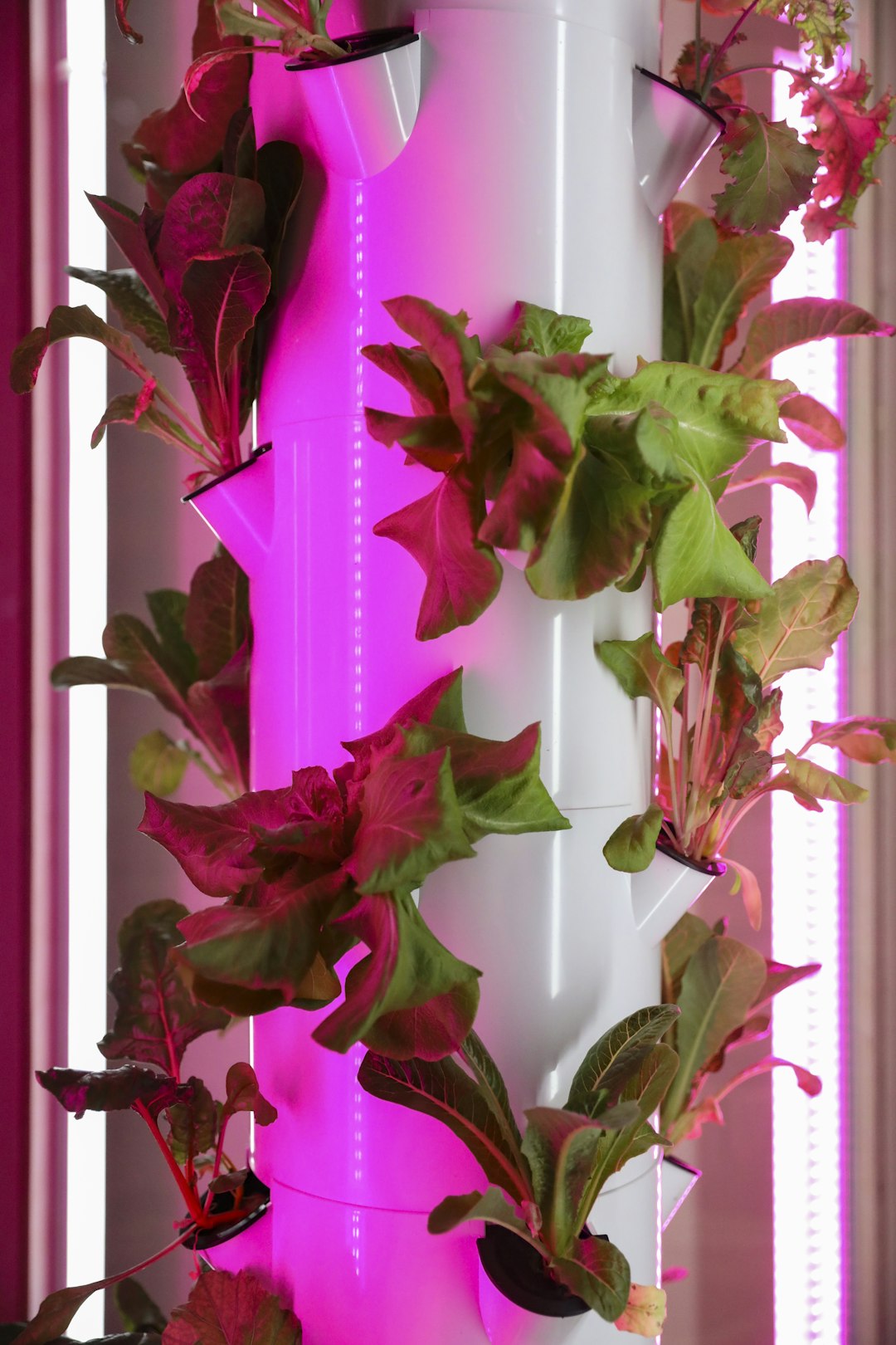 Transforming Your Indoor Plant Care: The Power of Hydroponics