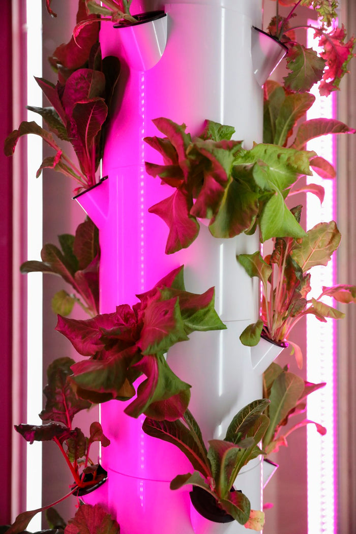 Transforming Your Indoor Plant Care: The Power of Hydroponics