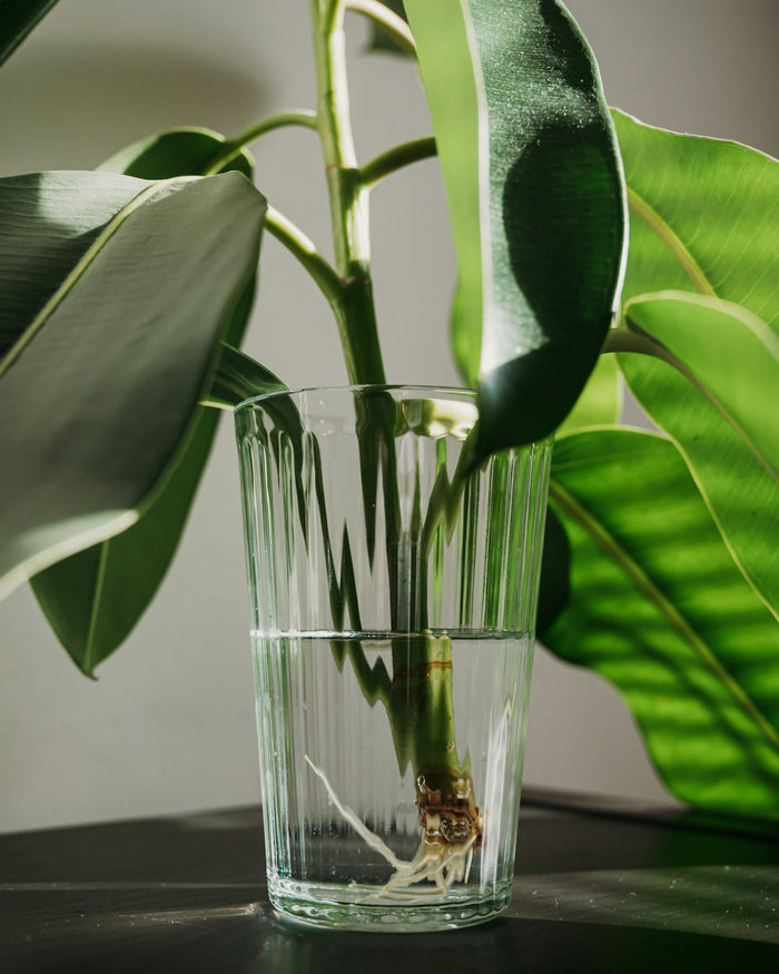 Discover Houseplant Propagation Techniques Every Plant Parent Should Master