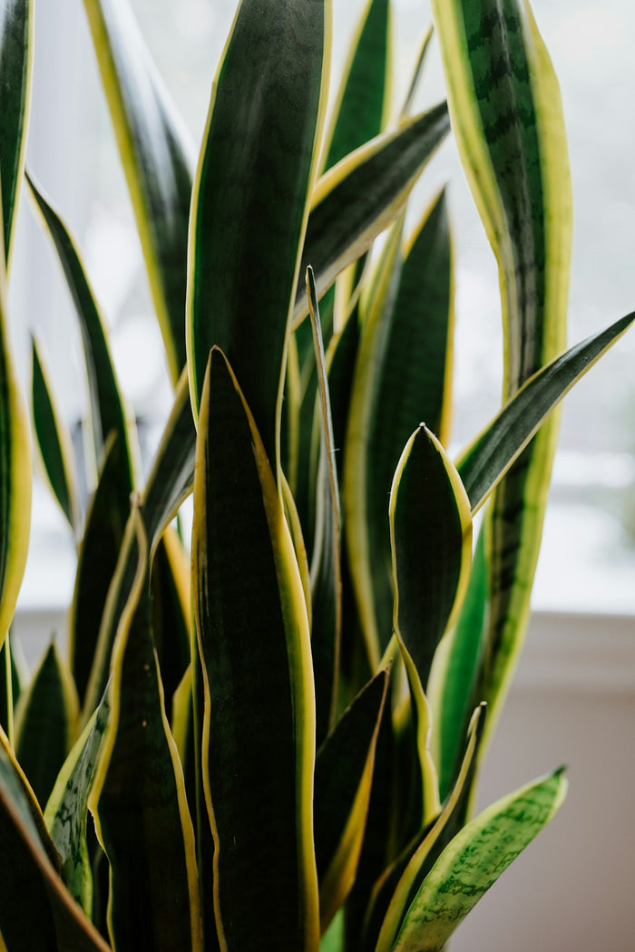Discover the Joy of Easy-Care Houseplants: A Beginner’s Guide