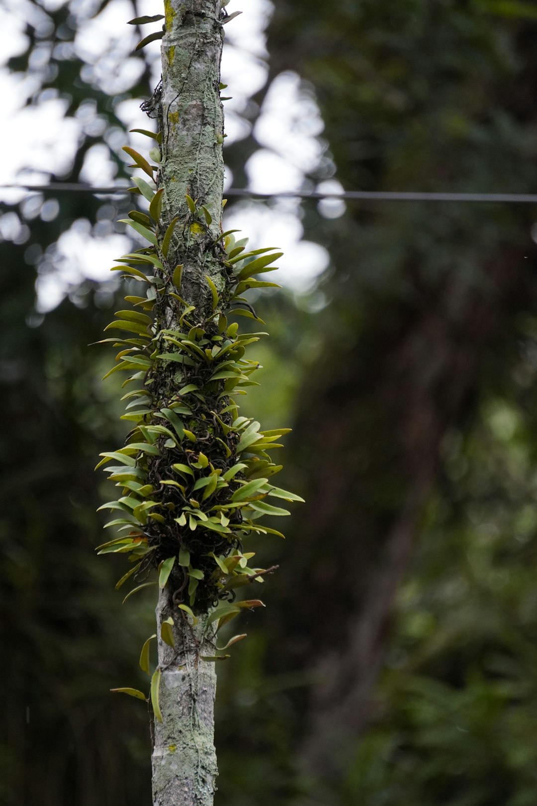 Discover the Beauty of Epiphytic Houseplants: A Guide for Plant Enthusiasts