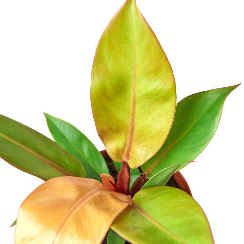 Philodendron Paradise