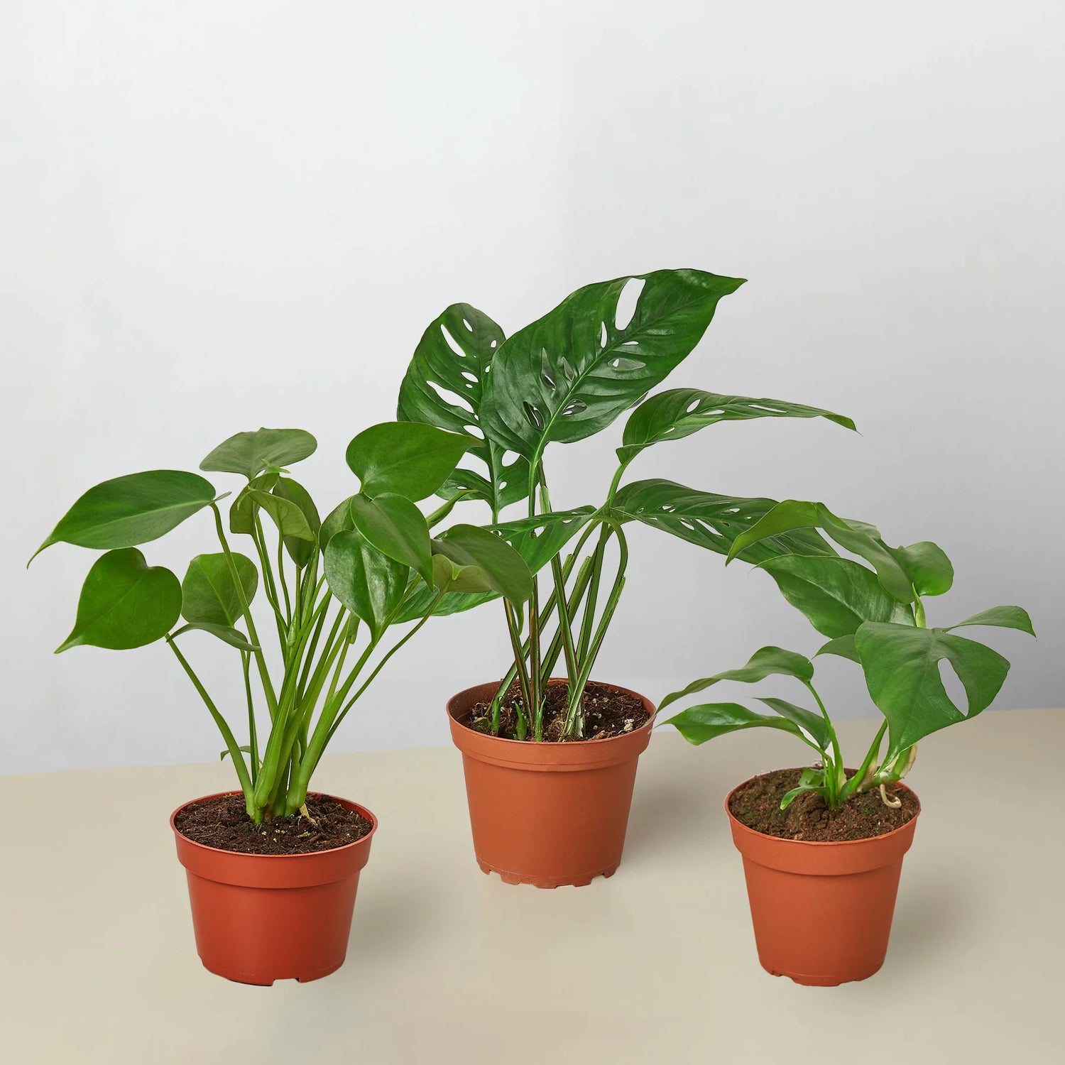 Monstera Mania