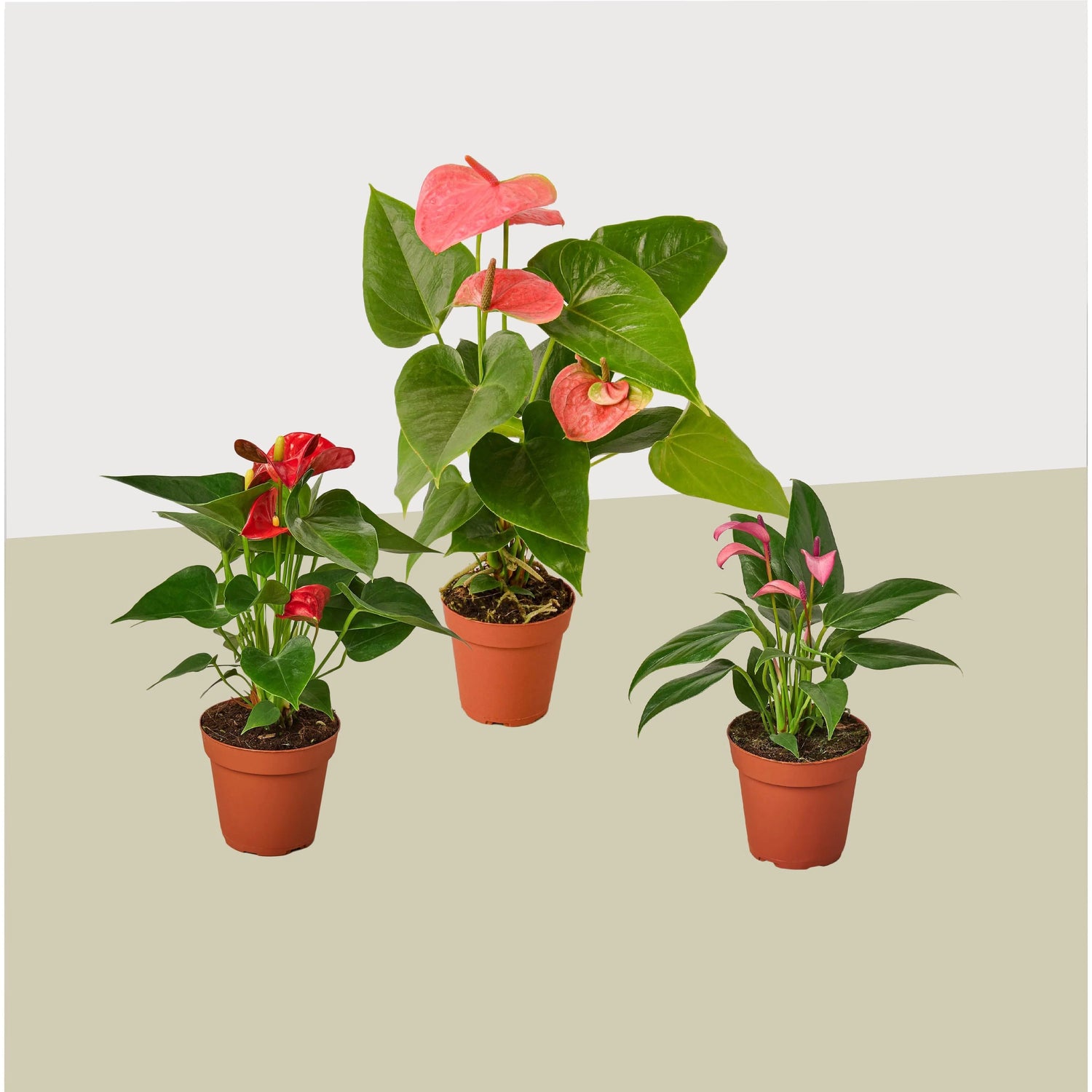 Anthurium Allure