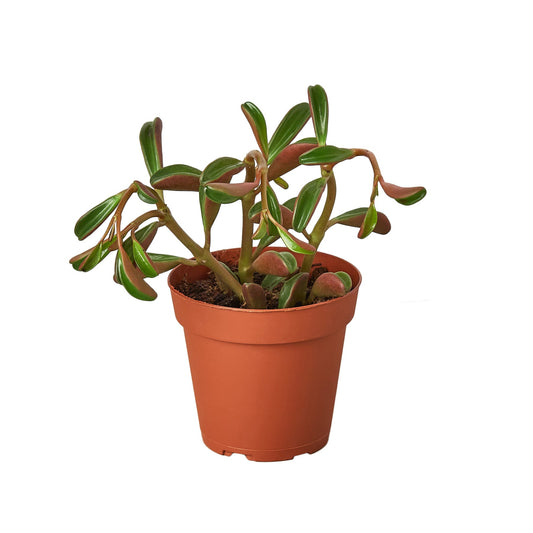 Peperomia 'Ruby Glow' - Plantonio
