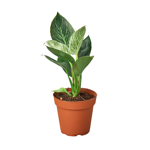 Philodendron 'Birkin' - Plantonio