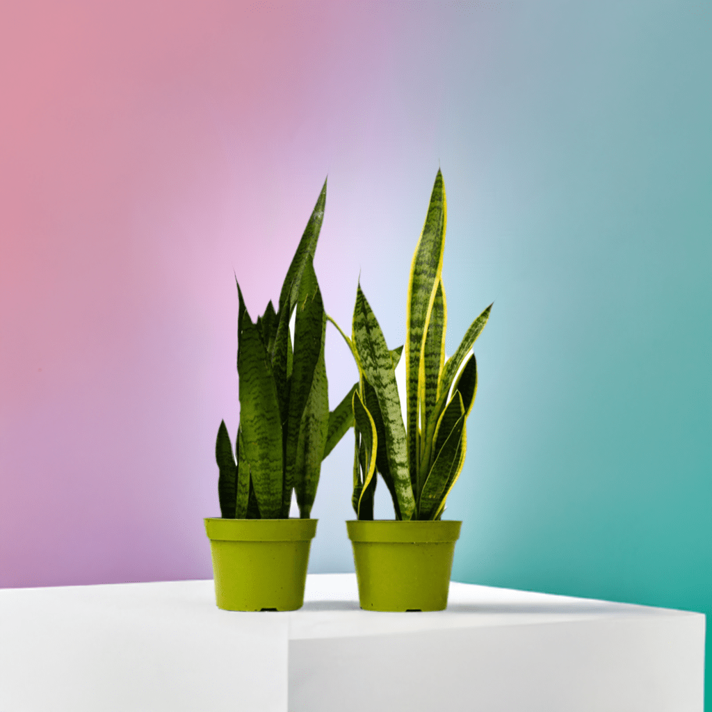 2 Snake (Sansevieria) Plant Variety Pack - 6" Pot - Plantonio