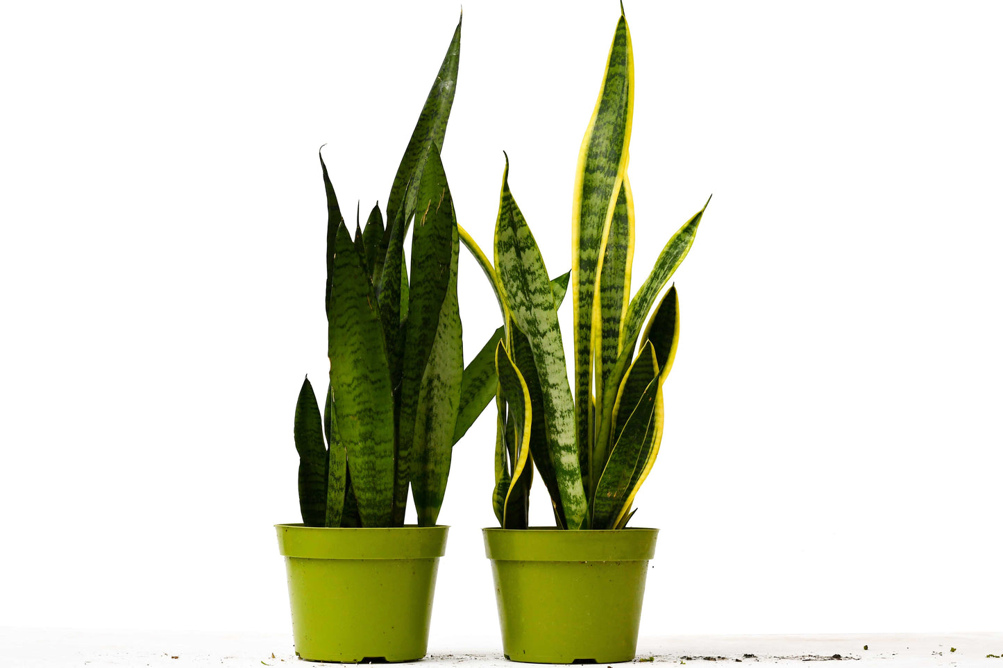2 Snake (Sansevieria) Plant Variety Pack - 6" Pot - Plantonio