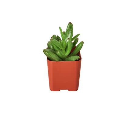 3" Tropical Plant Variety Bundle - Plantonio