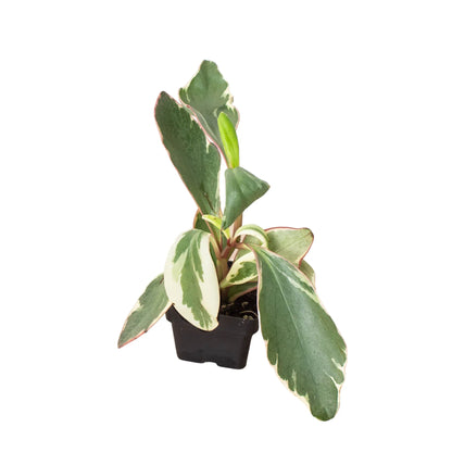 Peperomia 'Ginny' - Plantonio