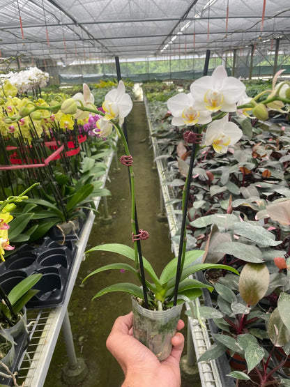 Orchid 'White Phalaenopsis' - Plantonio