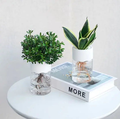 Peperomia 'Mendoza' 