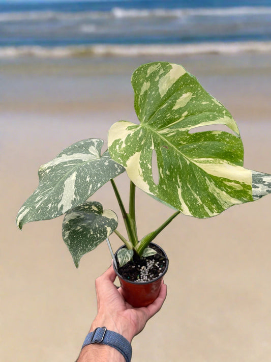 Monstera 'Thai Constellation' - Plantonio