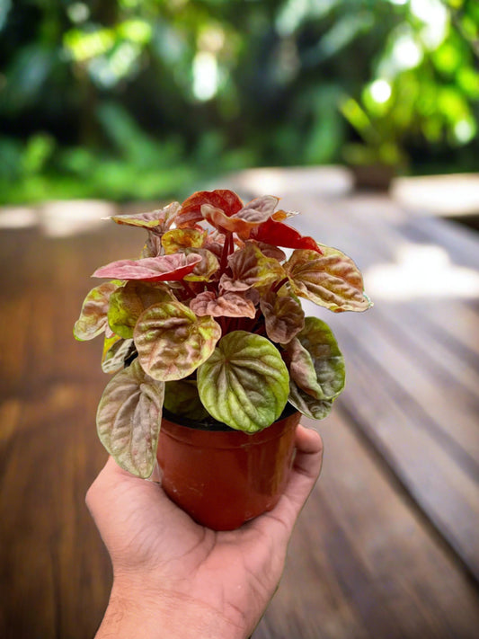 Peperomia 'Quito' - Plantonio