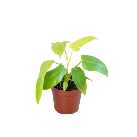 Philodendron 'Gold Violin' - Plantonio