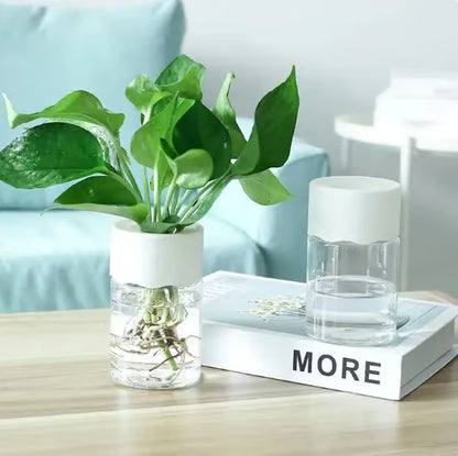 Peperomia 'Mendoza' 