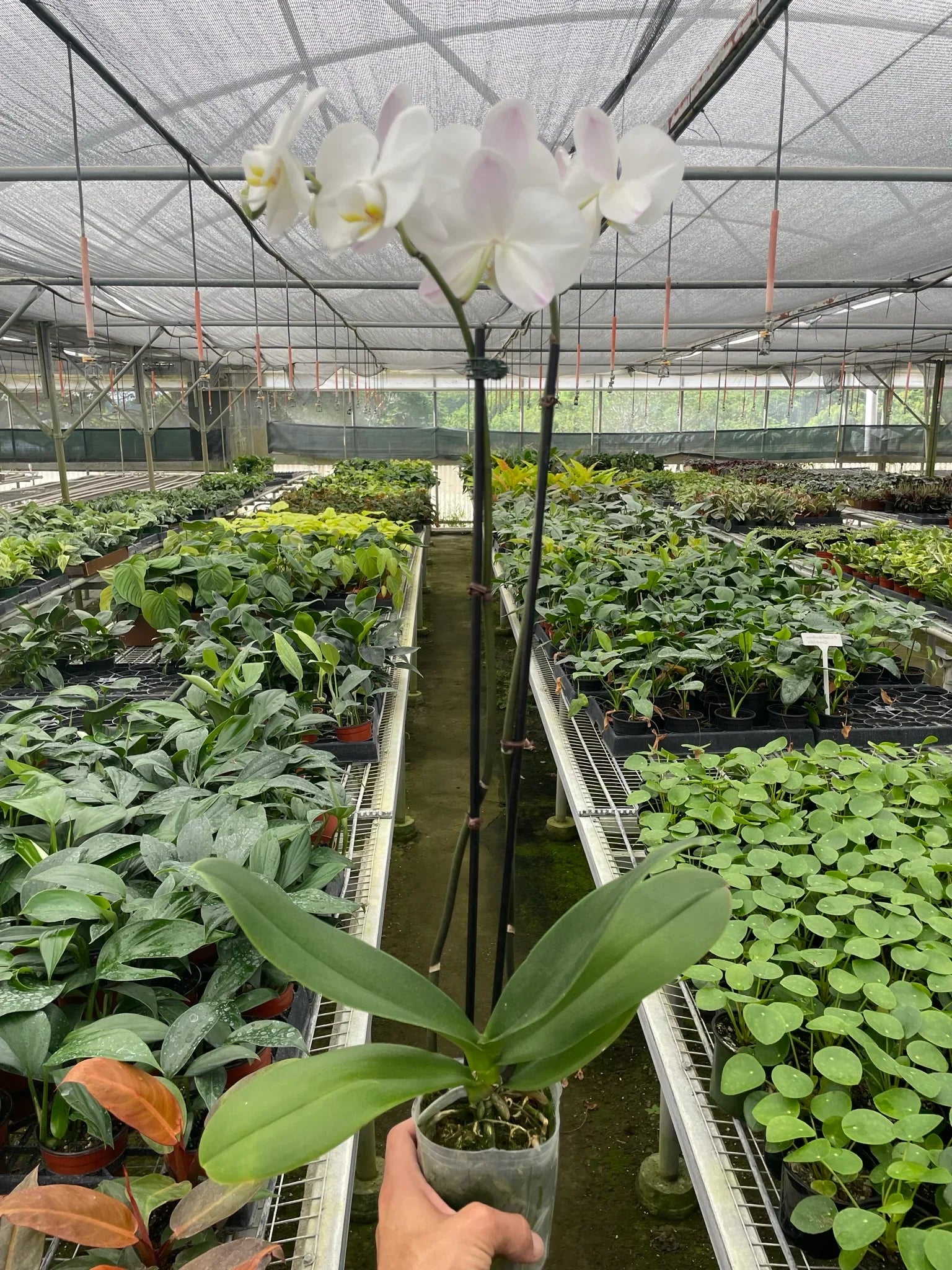 Orchid 'White Phalaenopsis' - Plantonio