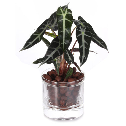LAZUSAM 4 Inch Self Watering Pot for Indoor Plants,Small Plant Pot,African Violet Pot Self Watering,Bottom Watering Pot,Clear Glass Planter for Small Houseplants - Plantonio