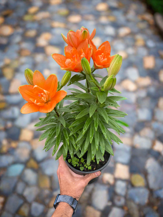 Asiatic liliy (Lilium) - Plantonio