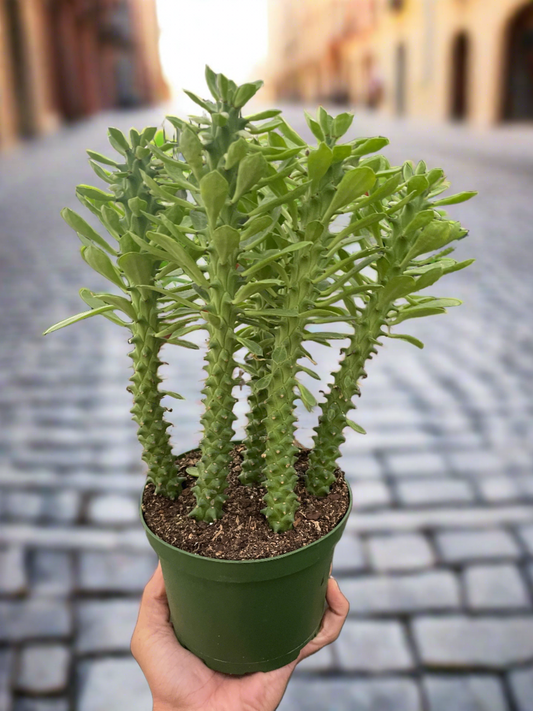 Euphorbia 'Sausage Spurge' - Plantonio