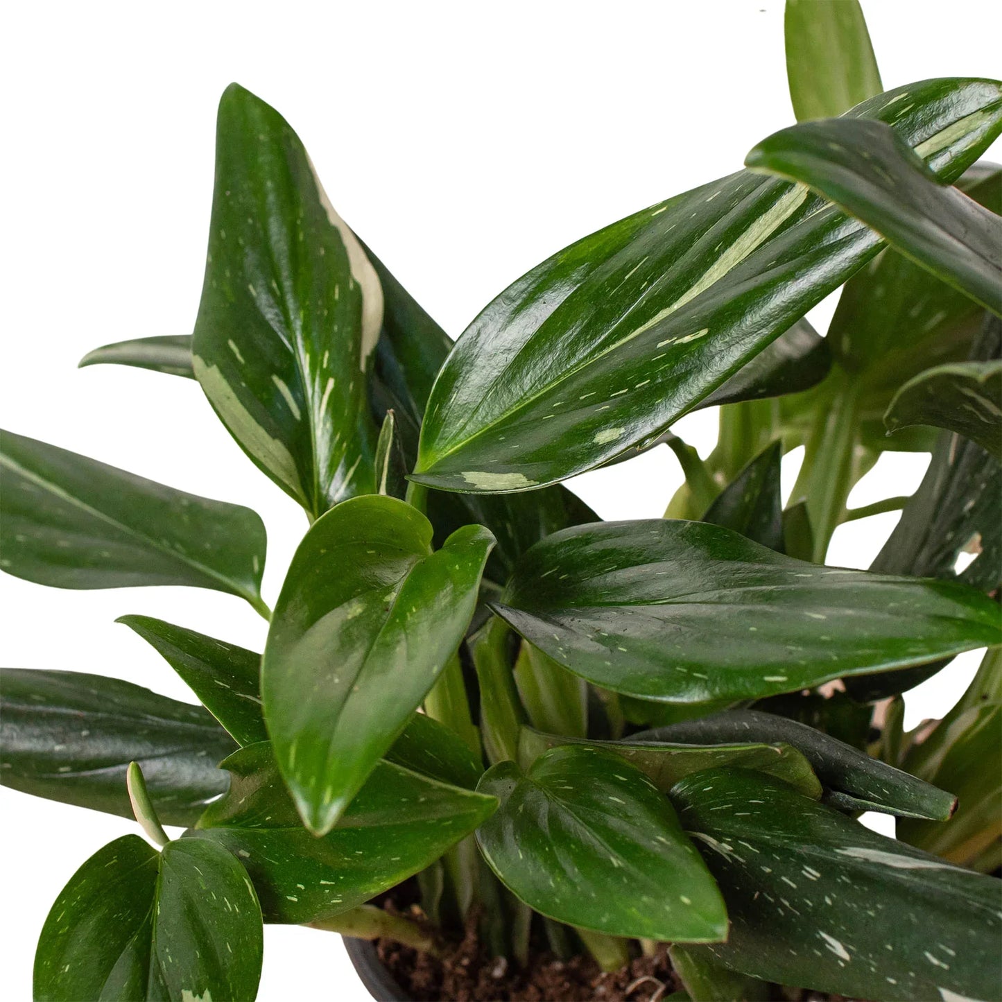 Monstera 'Standeleyana Albo Variegated' - Plantonio