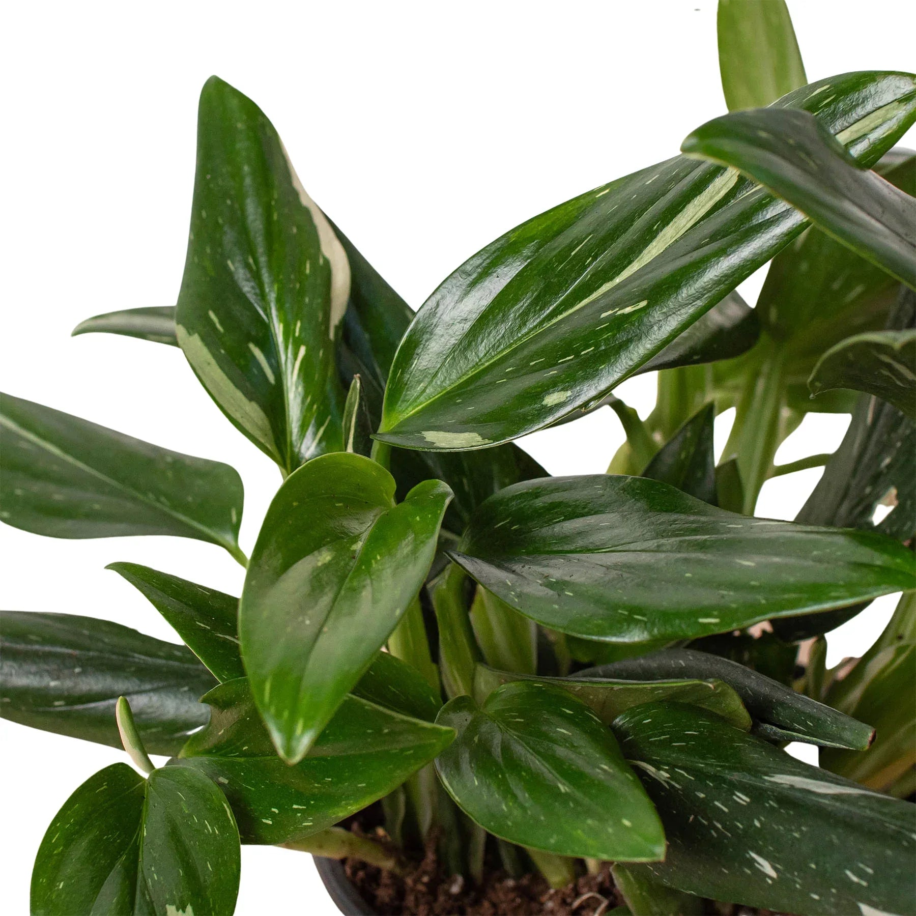 Monstera 'Standeleyana Albo Variegated' - Plantonio