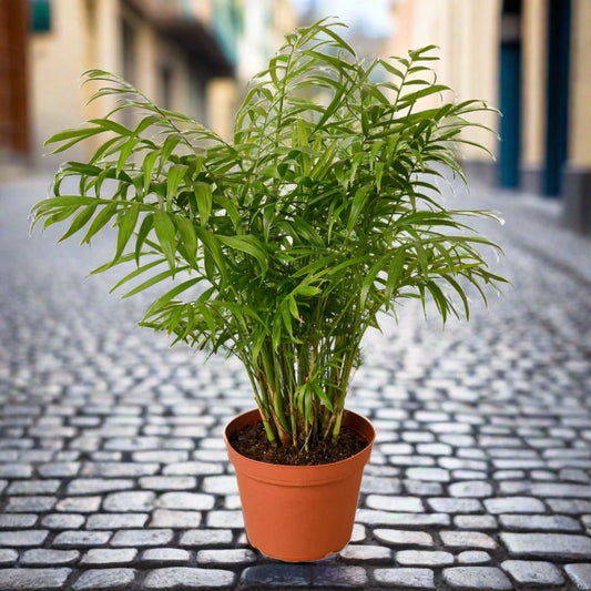 Parlor Palm - Plantonio