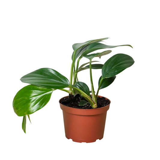 Philodendron 'Dragon Tail' - Plantonio