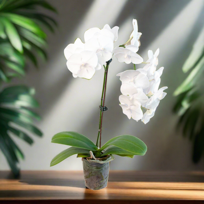 Orchid 'White Phalaenopsis' - Plantonio