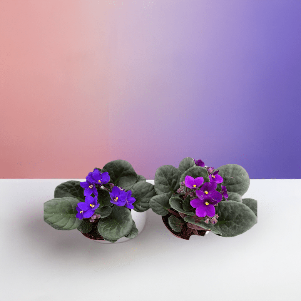 African Violet - Plantonio