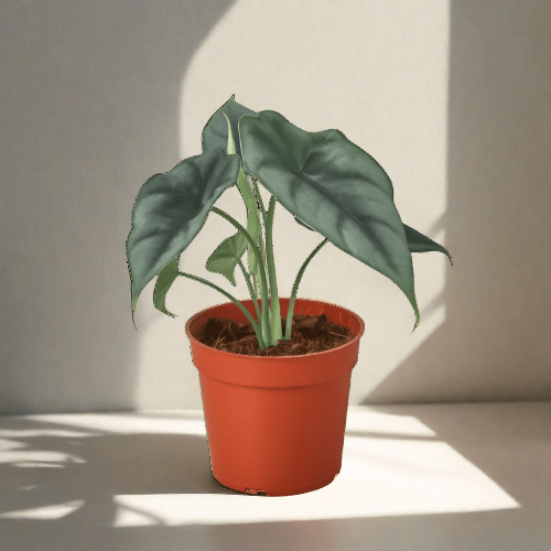 Alocasia Amazonica 'Reversa' - Plantonio