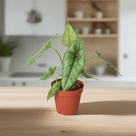 Alocasia 'Dragons Breath' - Plantonio