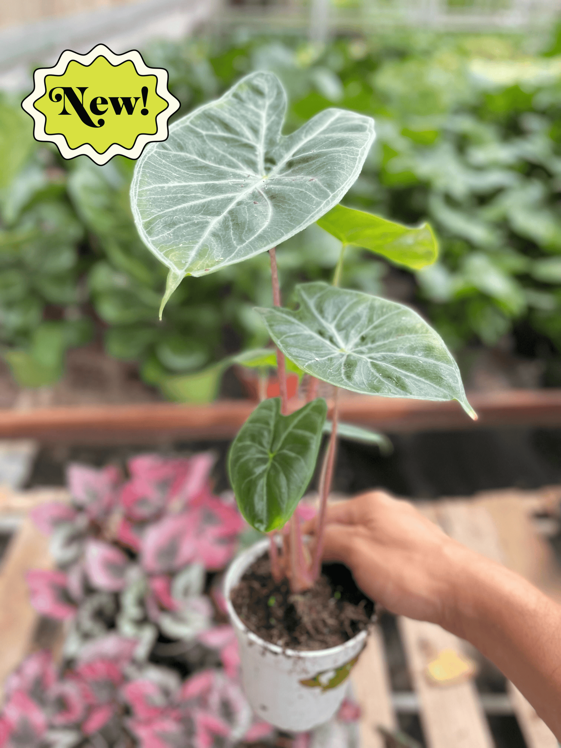 Alocasia 'Ivory Coast' - Plantonio