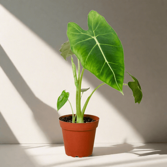 Alocasia Micholitziana 'Frydek' - Plantonio