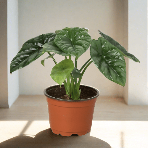 Alocasia 'Mirror Face' - 4" Pot - Plantonio
