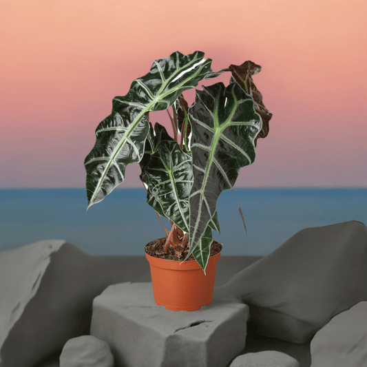 Alocasia Polly 'African Mask' - Plantonio